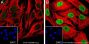 Anti-L-Lactyl-Histone H4 (Lys5) Rabbit mAb