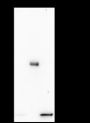 Anti-L-Lactyl-Histone H4 (Lys5) Rabbit mAb