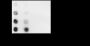 Anti-L-Lactyl-Histone H3 (Lys23) Rabbit mAb
