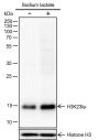 Anti-L-Lactyl-Histone H3 (Lys23) Rabbit mAb