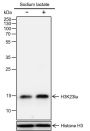 Anti-L-Lactyl-Histone H3 (Lys23) Rabbit mAb