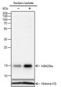 Anti-L-Lactyl-Histone H3 (Lys23) Rabbit mAb