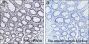 Anti-L-Lactyl-Histone H3 (Lys23) Rabbit mAb