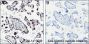 Anti-L-Lactyl-Histone H3 (Lys23) Rabbit mAb