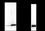 Anti-L-Lactyl-Histone H3 (Lys14) Rabbit pAb