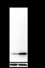 Anti-L-Lactyl-Histone H3 (Lys14) Rabbit mAb