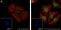 Anti-L-Lactyl-Histone H3 (Lys14) Rabbit mAb
