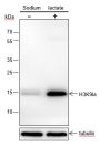 Anti-L-Lactyl-Histone H3 (Lys9) Rabbit mAb