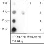 Anti-L-Lactyl-Histone H2B (Lys16) Rabbit mAb