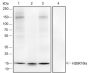 Anti-L-Lactyl-Histone H2B (Lys16) Rabbit mAb