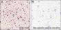 Anti-L-Lactyllysine Rabbit pAb (BSA and Azide Free)
