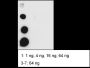 Anti-L-Lactyl-Histone H2B (Lys15) Rabbit mAb