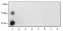 Anti-L-Lactyl-Histone H3 (Lys18) Rabbit mAb (ChIP Grade)