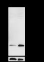 Anti-L-Lactyl-Histone H3 (Lys18) Rabbit mAb (ChIP Grade)