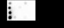 Anti-L-Lactyl-Histone H3 (Lys27) Rabbit pAb