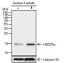 Anti-L-Lactyl-Histone H3 (Lys27) Rabbit pAb