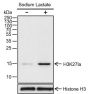 Anti-L-Lactyl-Histone H3 (Lys27) Rabbit pAb