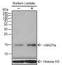 Anti-L-Lactyl-Histone H3 (Lys27) Rabbit pAb
