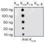 Anti-D-Lactyllysine Rabbit pAb