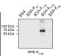 Anti-D-Lactyllysine Rabbit pAb