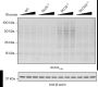 Anti-D-Lactyllysine Rabbit pAb