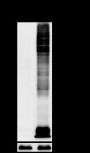 Anti-D-Lactyllysine Rabbit mAb