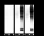 Anti-D-Lactyllysine Rabbit mAb