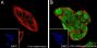 Anti-D-Lactyllysine Rabbit mAb