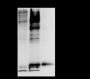 Anti-D-Lactyllysine Rabbit mAb
