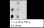 Anti-Methacryllysine Mouse mAb