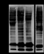 Anti-Methacryllysine Mouse mAb