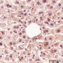 Anti-Methacryllysine Mouse mAb
