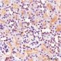 Anti-Methacryllysine Mouse mAb
