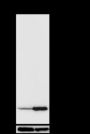 Anti-Methacryl-Histone H3 (Lys18) Mouse mAb