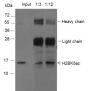 Anti-Acetyl-Histone H2B (Lys5) Mouse mAb