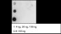 Anti-Acetylmethionine Rabbit pAb