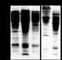 Anti-Acetylmethionine Rabbit pAb