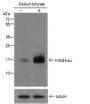 Anti-Acetyl-Histone H3 (Lys56) Mouse mAb