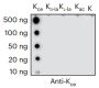 Anti-Carboxyethyllysine Rabbit mAb
