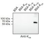 Anti-Carboxyethyllysine Rabbit mAb
