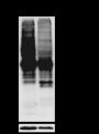 Anti-Carboxyethyllysine Rabbit mAb