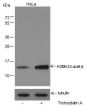 Anti-Acetyl-Histone H2B (Lys23) Mouse mAb