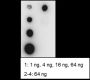 Anti-Acetyl-Histone H2B (Lys46) Rabbit pAb