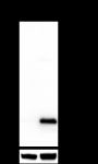Anti-Acetyl-Histone H2B (Lys46) Rabbit mAb