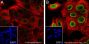 Anti-Acetyl-Histone H2B (Lys46) Rabbit mAb