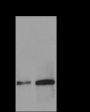 Anti-Acetyl-Histone H3 (Lys122) Rabbit pAb