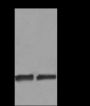 Anti-Acetyl-Histone H3 (Lys122) Rabbit pAb
