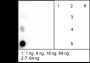 Anti-Acetyl-Histone H3 (Lys122) Rabbit mAb