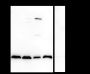 Anti-Acetyl-Histone H3 (Lys122) Rabbit mAb