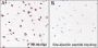 Anti-Acetyl-Histone H3 (Lys122) Rabbit mAb